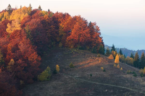 Floresta de outono na colina — Fotografia de Stock
