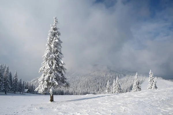 Christmas landscape with spruce in the mountains Royalty Free Stock Images