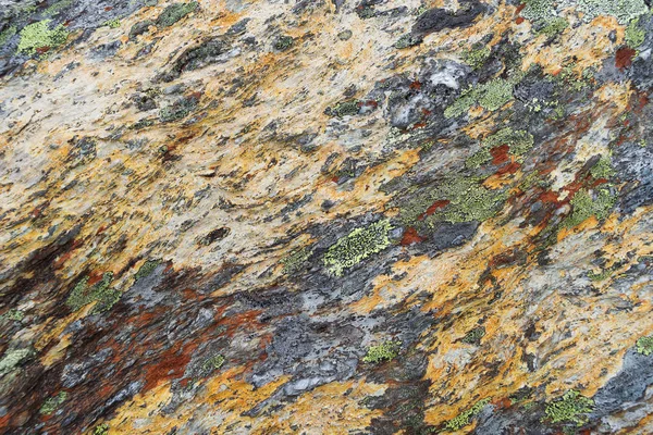 Textura de liquen sobre piedra — Foto de Stock