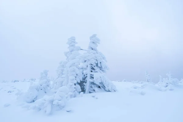 Hóval borított fák a ködben — Stock Fotó