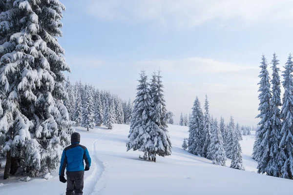 Wandelen in het winterbos — Stockfoto