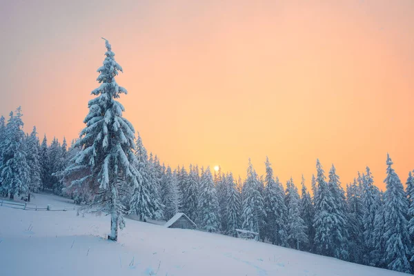 Biglietto natalizio con una foresta di abeti rossi e una casa sulla neve — Foto Stock