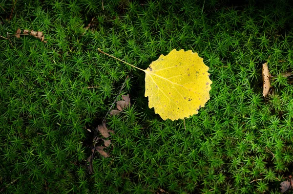 숲 속의 가을 잎 — 스톡 사진