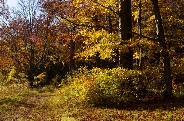 Paisaje forestal en otoño —  Fotos de Stock