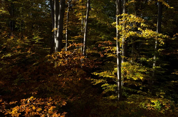 Podzimní stromy v lese — Stock fotografie