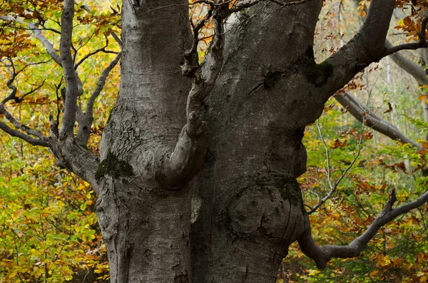 Faggio grosso nella foresta — Foto Stock