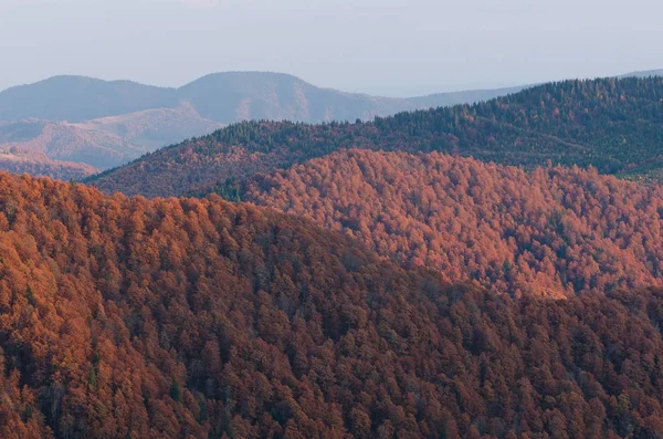 Paisaje otoñal con bosque de haya —  Fotos de Stock