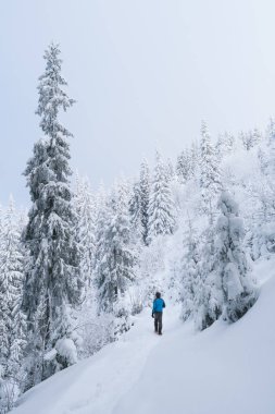 Kışın dağ Ladin ormanı
