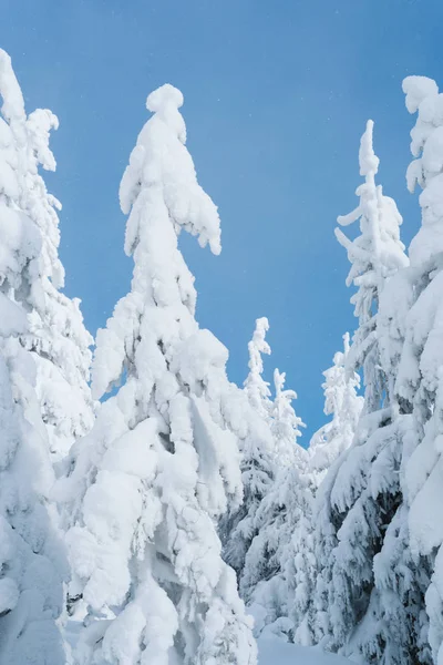 Έλατα στο χιόνι σε φόντο μπλε του ουρανού — Φωτογραφία Αρχείου