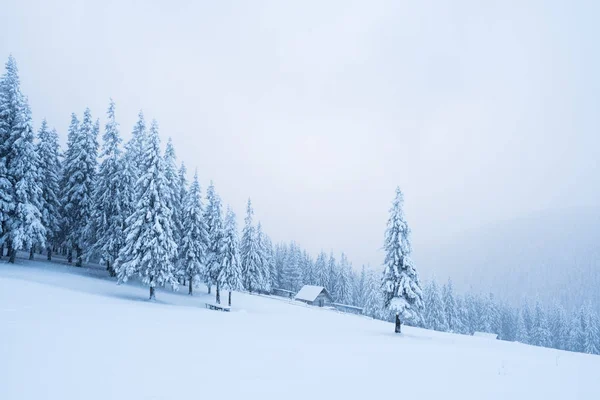 눈 덮인 겨울 산 숲에 — 스톡 사진