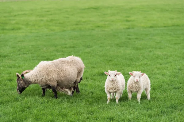 Tre pecore bianche su un campo verde in Islanda — Foto Stock