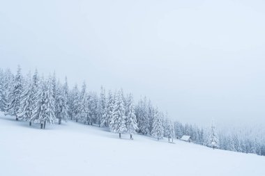 Karlı bir dağ orman kışın