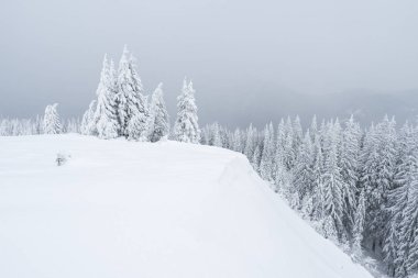 Gri kış manzara orman