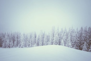 Kışın dağ Ladin ormanı