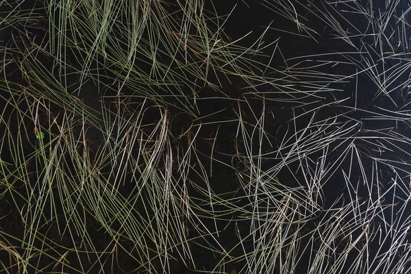Pflanzen im Wasser des Sees — Stockfoto