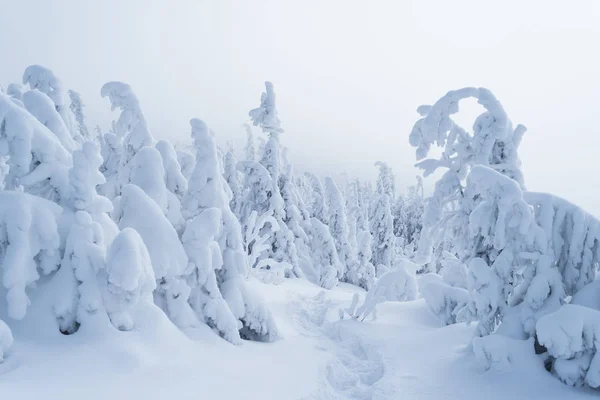 Зимовий ліс після снігопаду — стокове фото