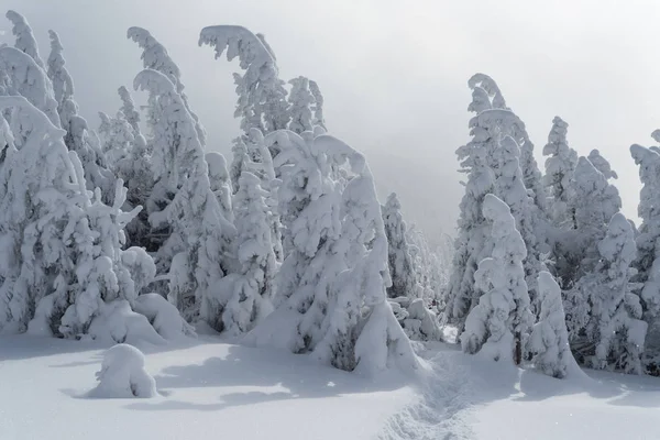 Winterlandschaft mit Fußweg im Schnee und Weihnachtsbäumen — Stockfoto