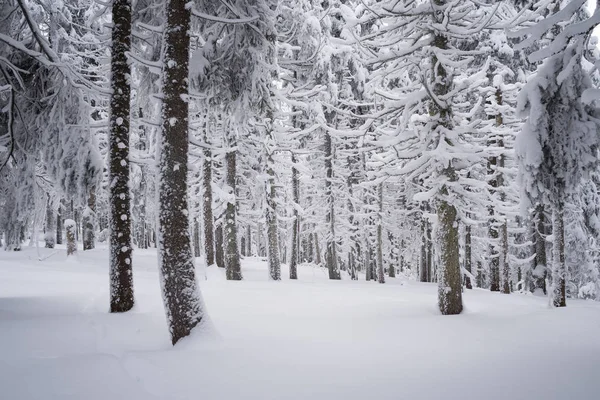 雪の中のモミの木 — ストック写真