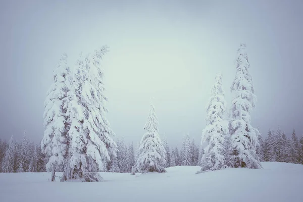 Winterlandschap met mist in de bergen — Stockfoto