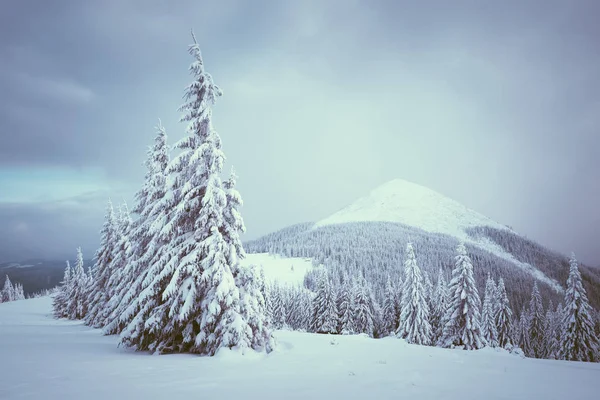 눈 속에서 전나무 나무 크리스마스 풍경 — 스톡 사진