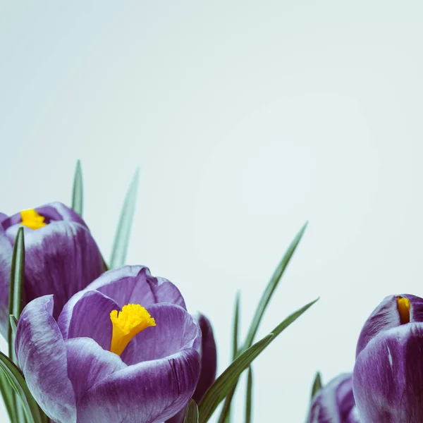 Flores violetas em um fundo branco — Fotografia de Stock