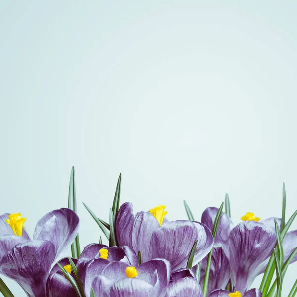 Flores violetas em um fundo branco — Fotografia de Stock