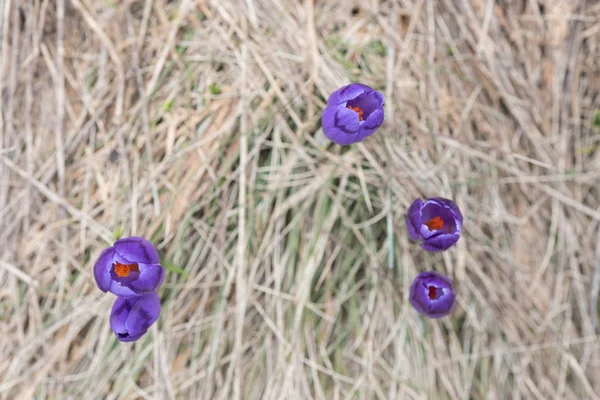 紫罗兰色的春天的花朵 — 图库照片