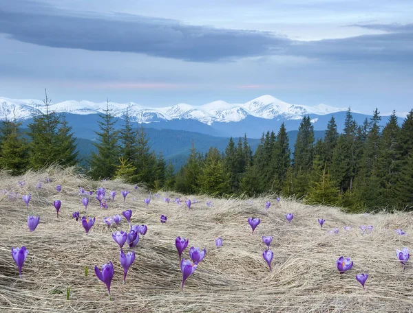 Spring flowers in mountains — Stock Photo, Image
