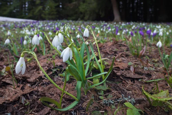 First spring flowers in the mountains — Stock Photo, Image