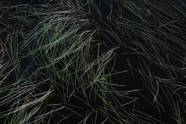 Plantas nas águas do lago — Fotografia de Stock