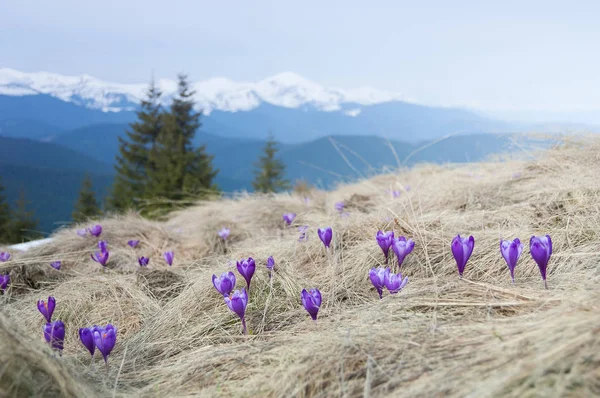Цветущие фиолетовые крокусы в горах — стоковое фото