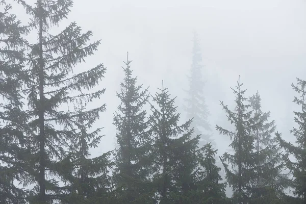 Spar bos in de mist — Stockfoto