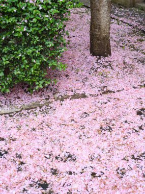Kiraz çiçeği mevsimi. Düşmüş sakura yapraklarıyla doğal bir geçmişi var.