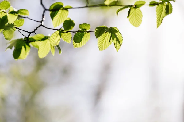 Fundo Primavera Com Folhagem Verde — Fotografia de Stock