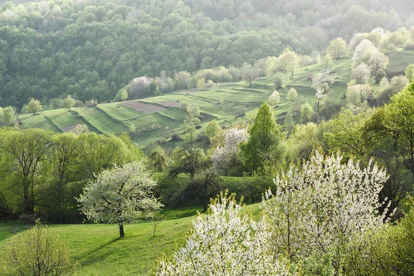 Frühjahrsblühende Kirschbäume Auf Grünen Ländlichen Hügeln Schöne Landschaft Mit Blühenden — Stockfoto