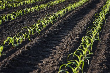 Genç mısırlarla dolu tarla