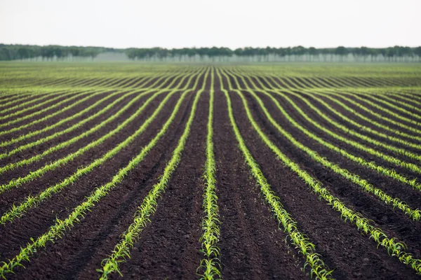 Поле Молодой Кукурузы Фон Дефокусом Аграрный Ландшафт — стоковое фото