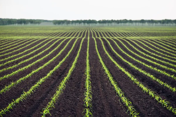 Câmpul Porumb Tânăr Contextul Defocalizare Peisaj Agrarian — Fotografie, imagine de stoc