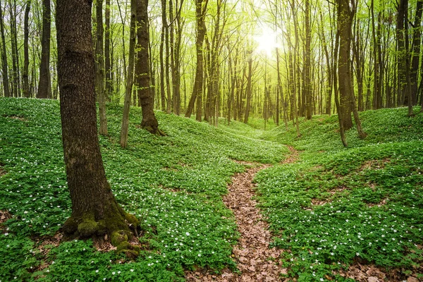 緑の植生の野生の白い花と春の森の風景 朝の日差し 木々の間を抜ける絶景 — ストック写真
