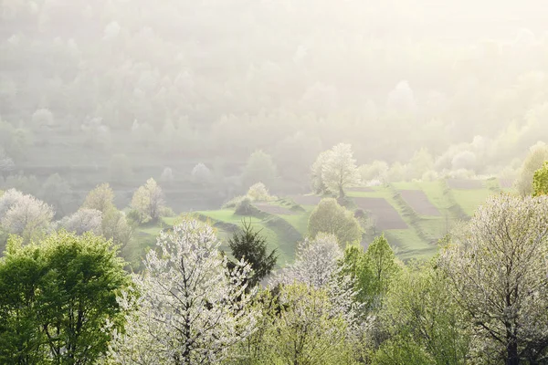 Frühling Hintergrund Mit Blühenden Bäumen Den Hängen Des Dorfes Hügel — Stockfoto