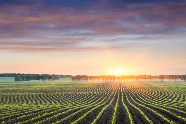 Feld Mit Reihen Von Jungmais Sonnenaufgang Auf Dem Land — Stockfoto