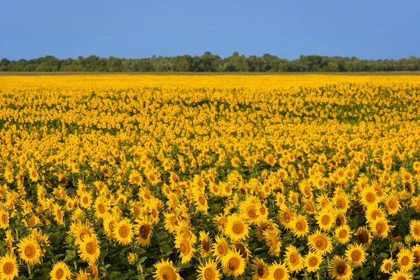 Feld Blühender Sonnenblumen Hintergrund Für Die Gestaltung Eines Landwirtschaftlichen Themas — Stockfoto