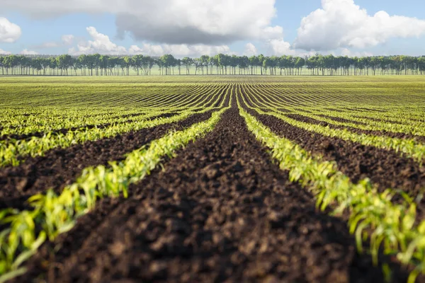 Câmp Rânduri Porumb Tânăr Peisaj Agricol Într Însorită — Fotografie, imagine de stoc