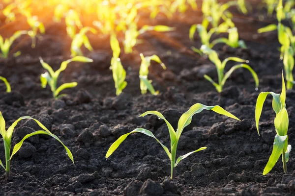 Sprouted Stalks Young Corn Field Close — Stock Photo, Image