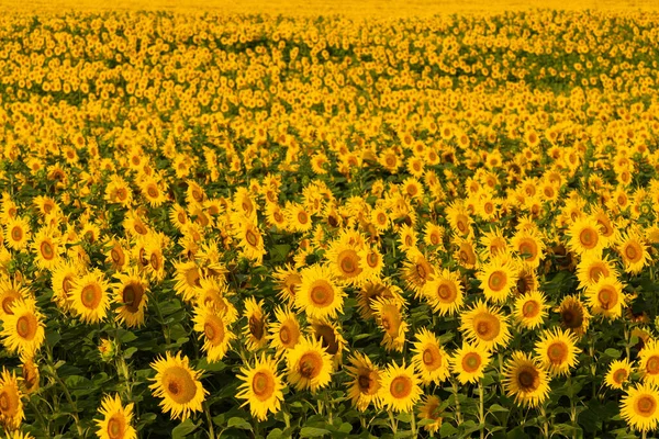 Sonnenblumenfeld Natürlicher Hintergrund Mit Gelben Blüten — Stockfoto