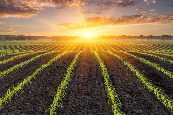 Схід Сонця Над Полем Молодої Кукурудзи Природний Фон Дизайну Тему — стокове фото