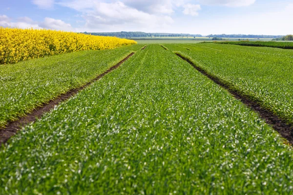 Hintergrund Für Die Gestaltung Landwirtschaftlicher Unternehmen Und Branchen Grünes Feld — Stockfoto