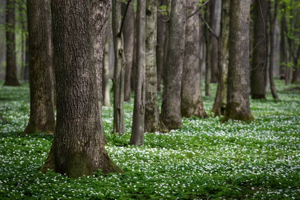 Jarní Les Prvními Květy Krajina Zelenou Vegetací Slunečný Den — Stock fotografie