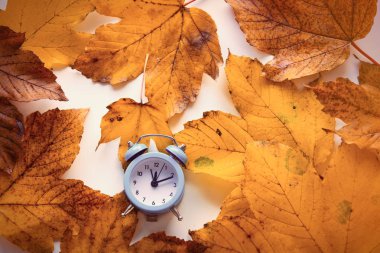 Bitime sonbahar akçaağaç yaprakları