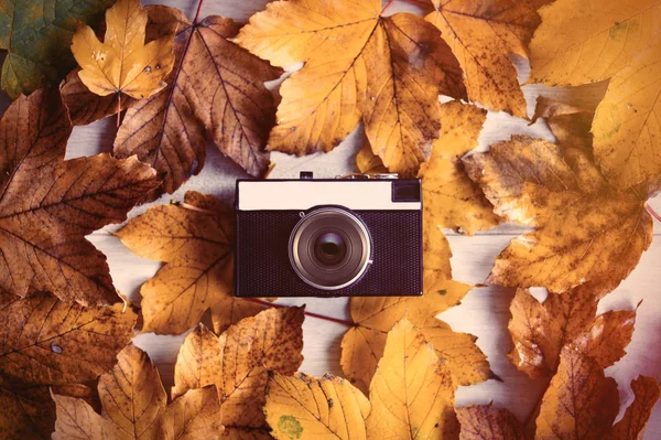 Câmera com folhas de bordo de outono — Fotografia de Stock